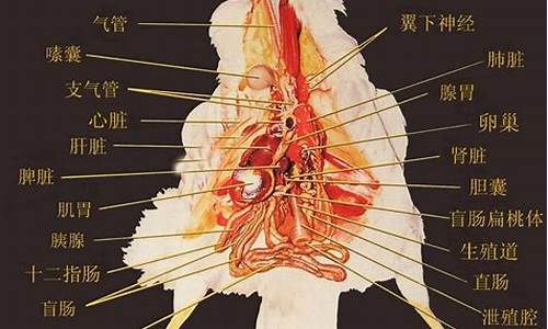 鸡前鼠后结同心打一生肖_鸡前兔后看今朝是什么生肖