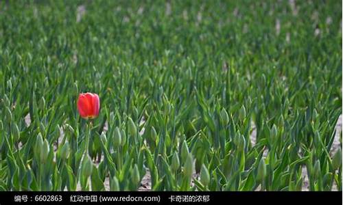 万花丛中一点红什么成语_万花丛中一点红什么成语形容